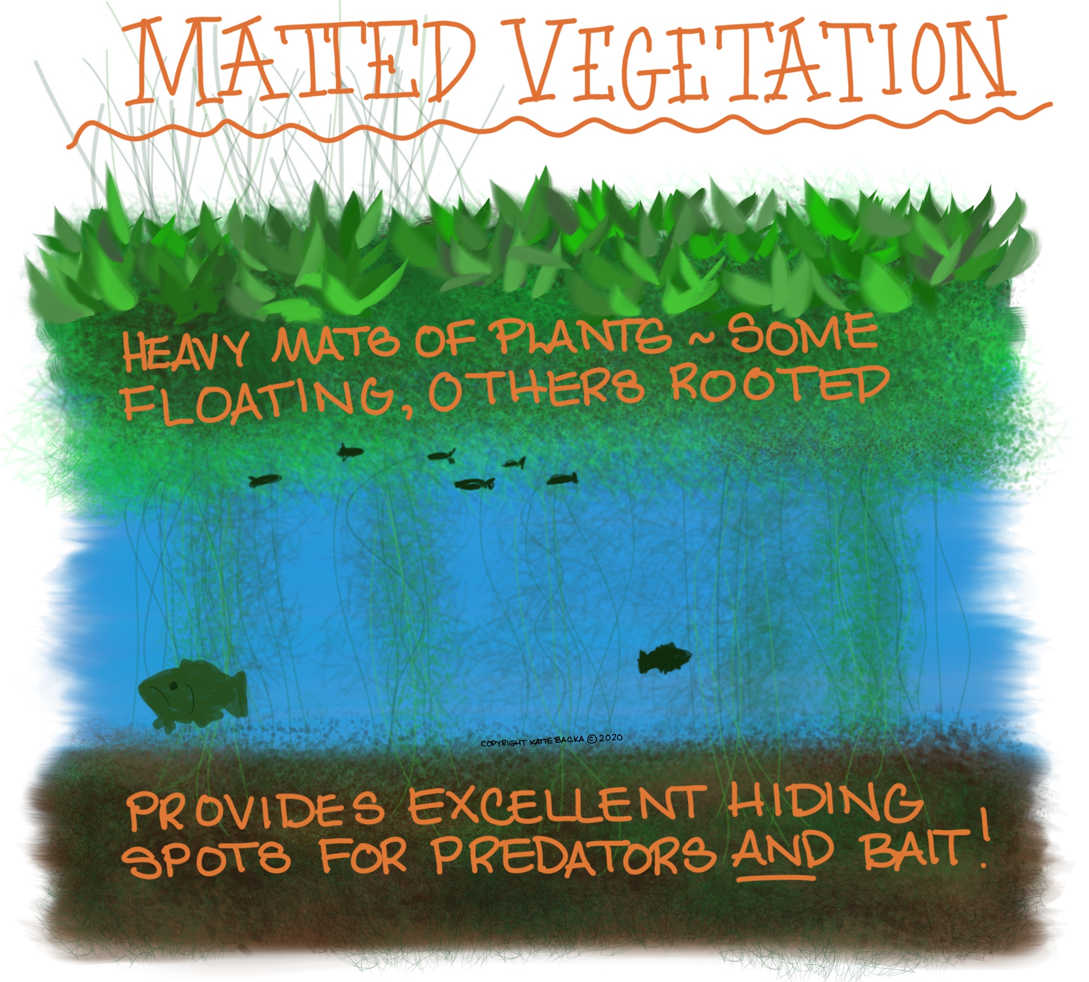 Script: Matted vegetation - Heavy mats of plants - some floating, others rooted - provides excellent hiding spots for predators and bait!