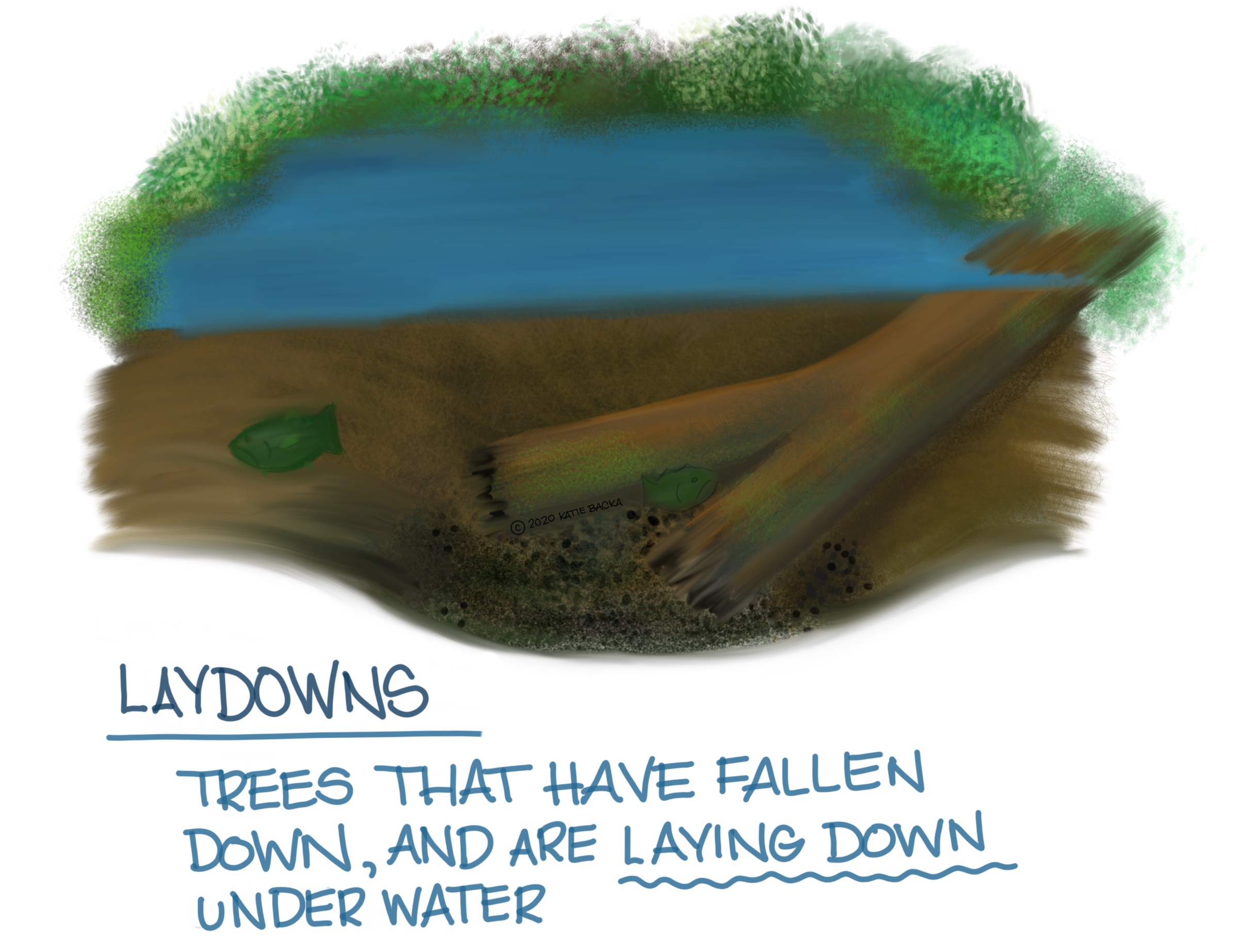 Script: Laydowns, Trees that have fallen down, and are laying down underwater