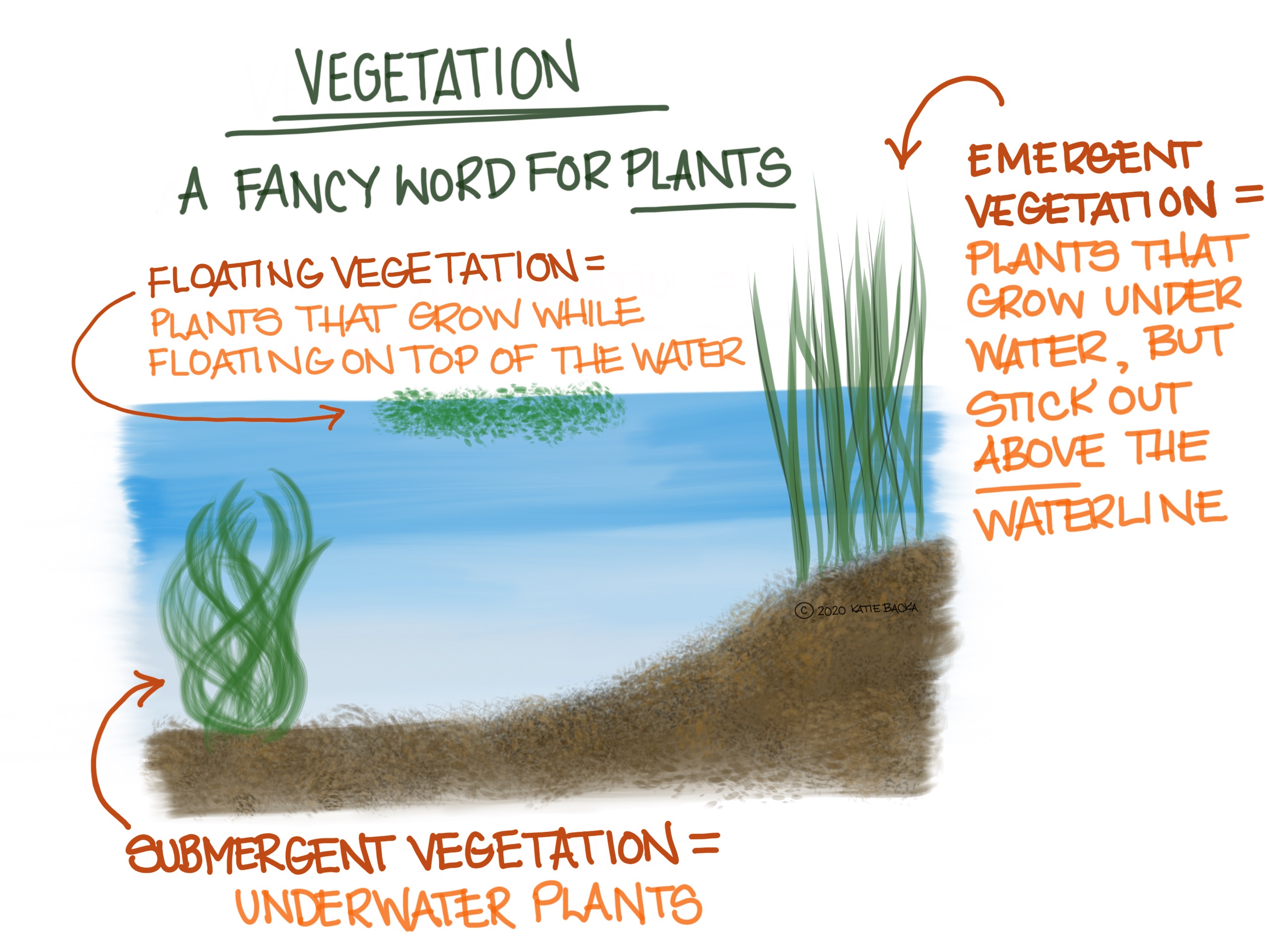 Script: Vegetation, a fancy word for plants - floating vegetation = plants that grow while floating on top of the water, emergent vegetation= plants that grow under water, but stick out above the waterline - submergent vegetation = underwater plants