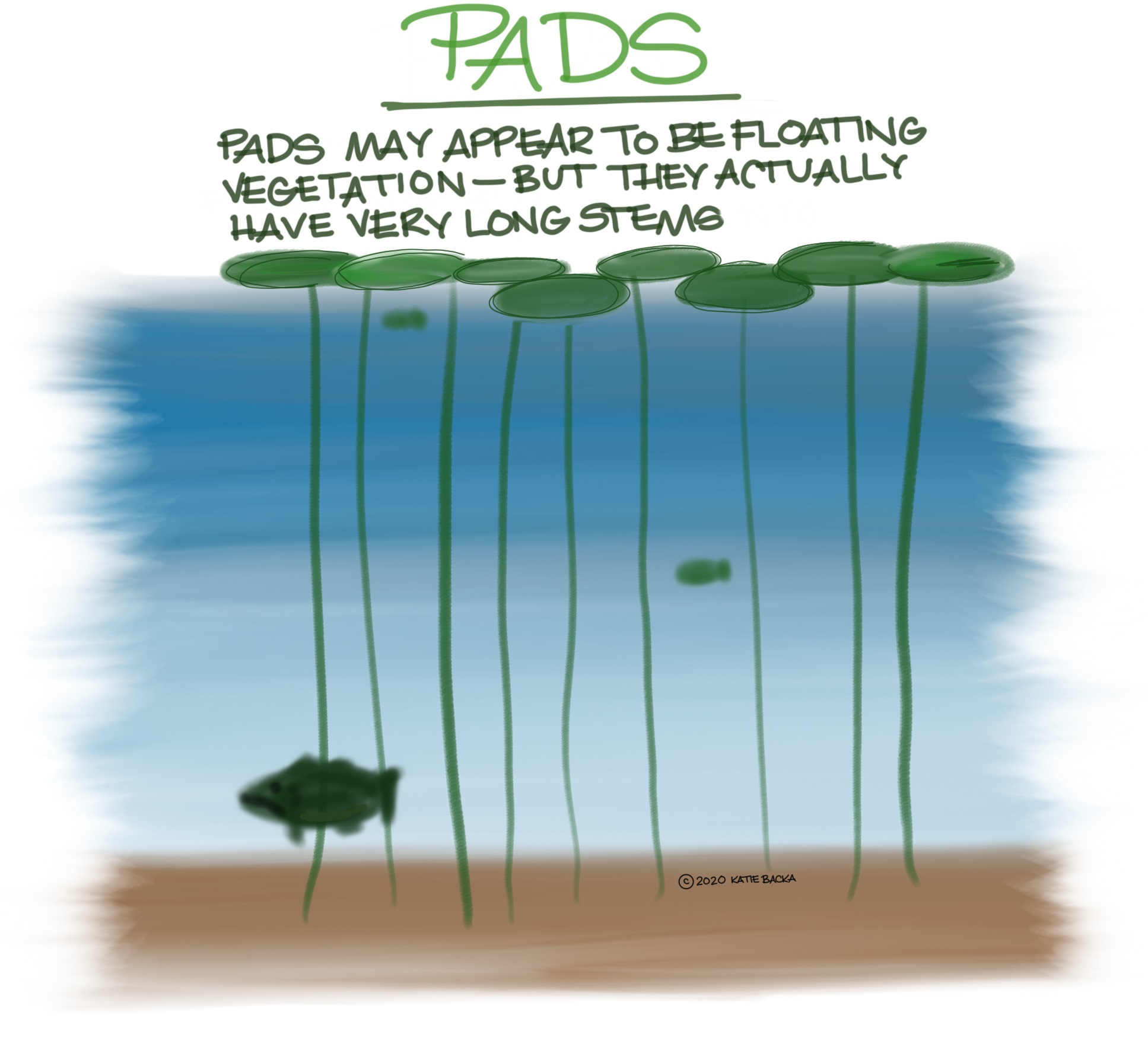 Script: Pads - padys may appear to be floating vegetation - but they actually have very long stems