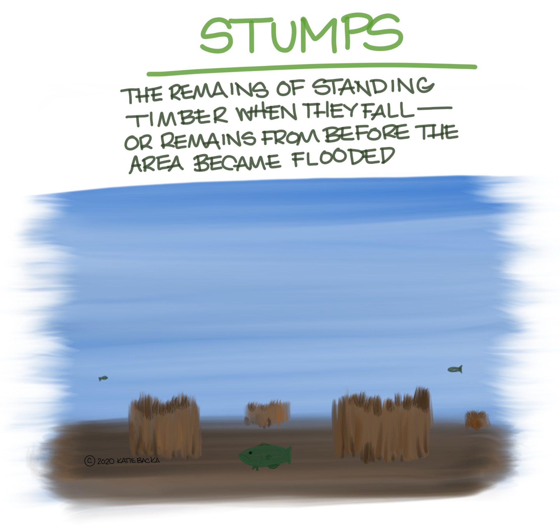 Script: Stumps, the remains of standing timber when they fall or remains from before the area became flooded