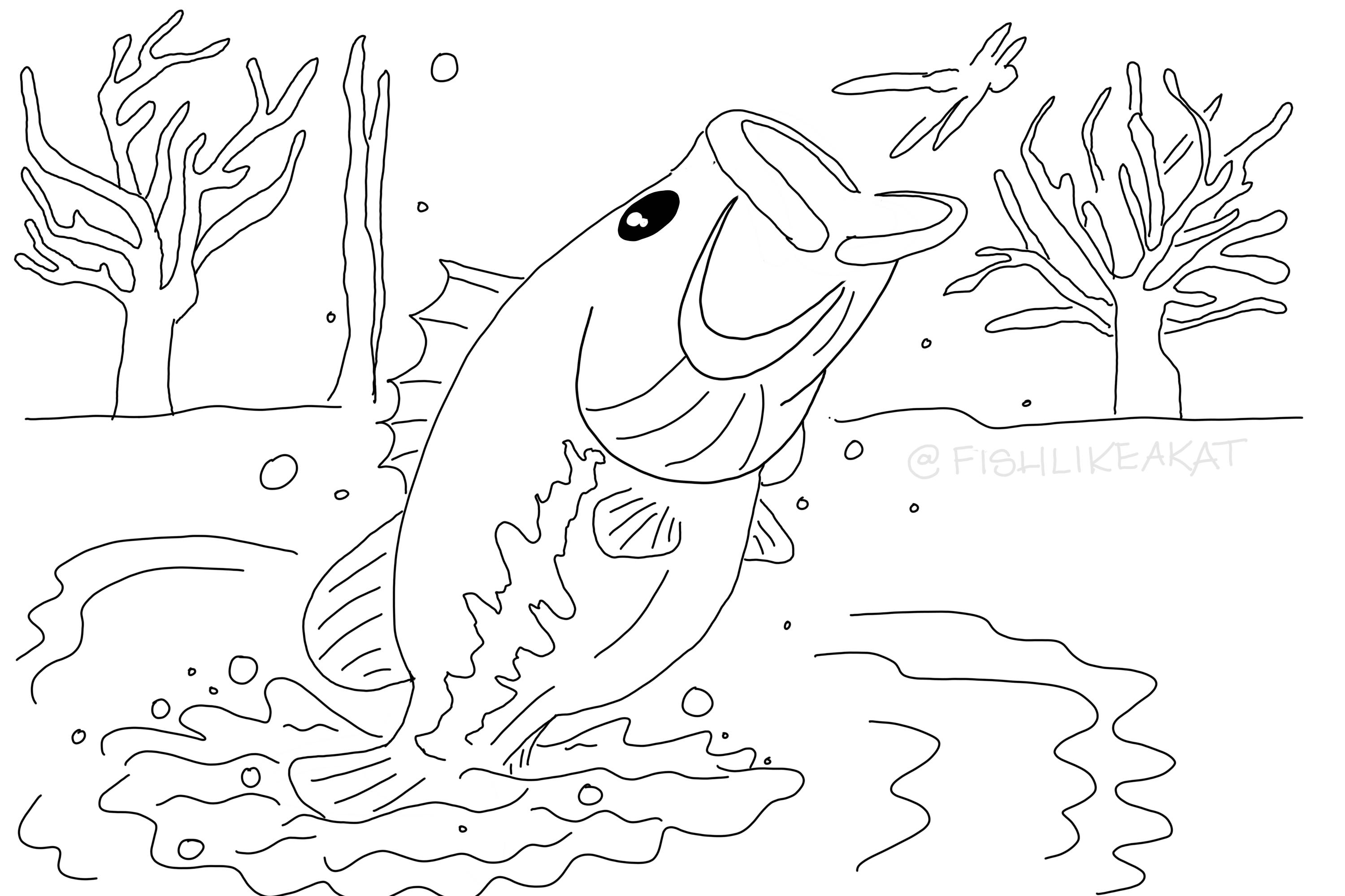 Coloring page with a largemouth bass jumping out of the water to eat a dragonfly