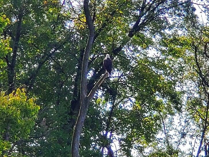 A photo of a bald eagle in La Crosse, Wisconsin