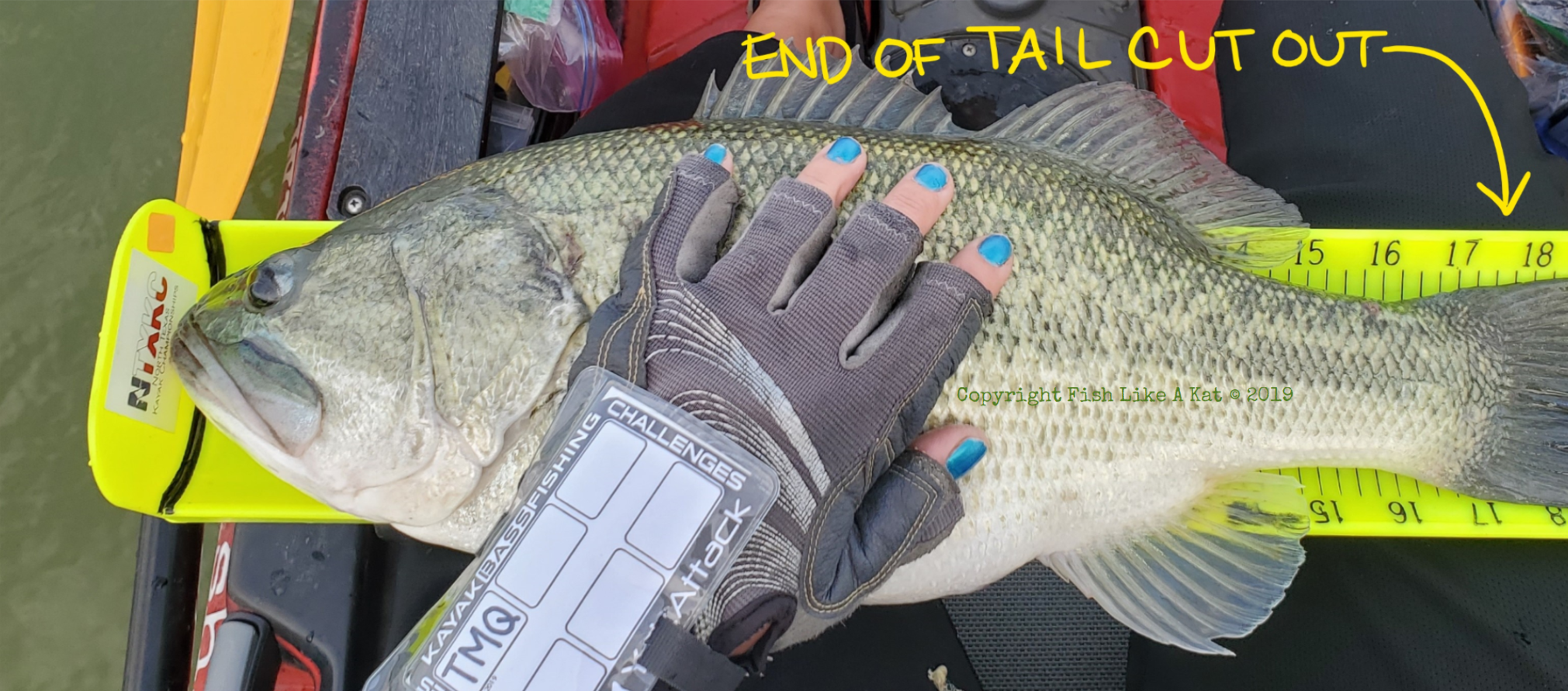 Fish being measured on a Hawg Trough with its tail cut out of the picture