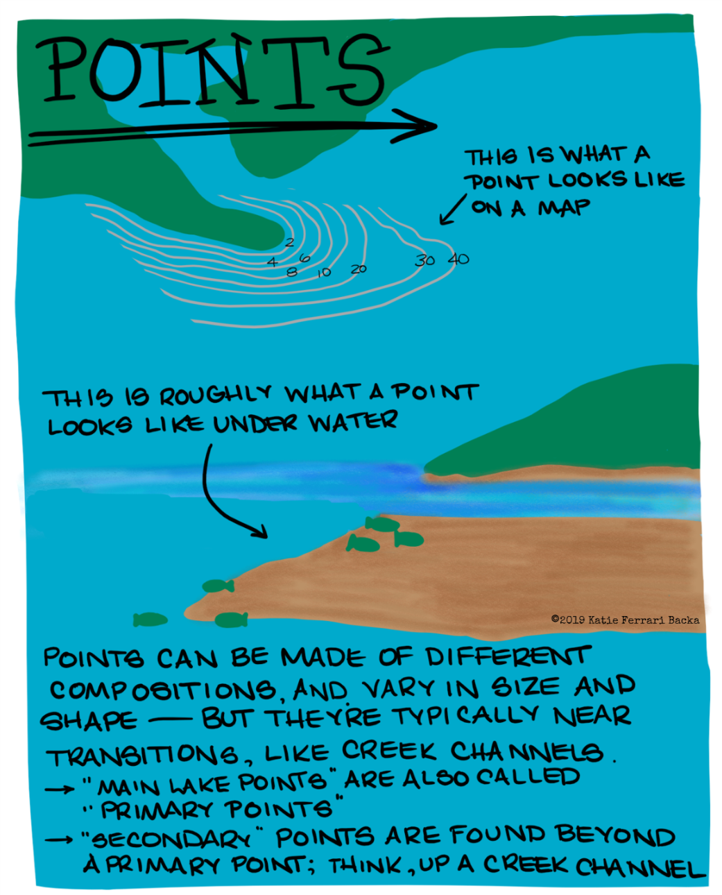 Written script around drawings of points: This is what a point looks like on a map. This is roughly what a point looks like under water.  Points can be made of different compositions, and very in size and shape - but they're typically near transitions, like creek channels.  Main lake points are also called primary points.  Secondary points are found beyond a primary point; think, up a creek channel