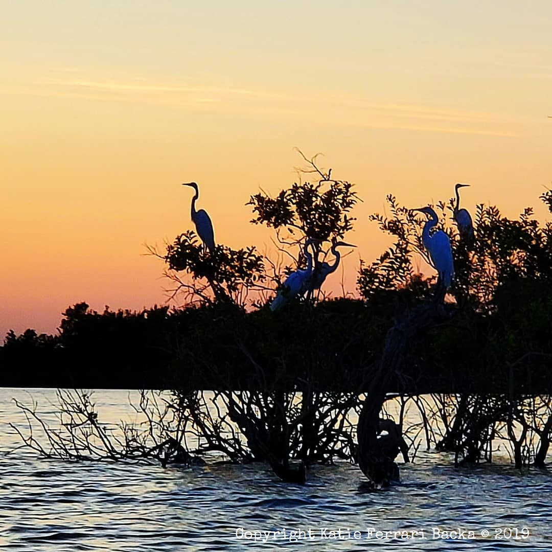 Silhouette of a group of cranes in the trees by the lake at sunset