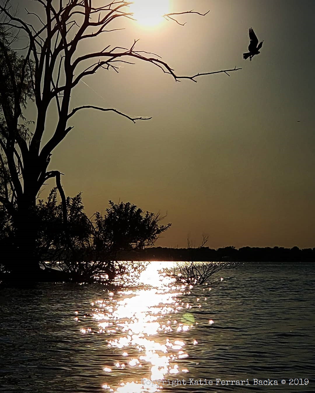 Silhouette shot of an Osprey taking flight from a branch at sunset