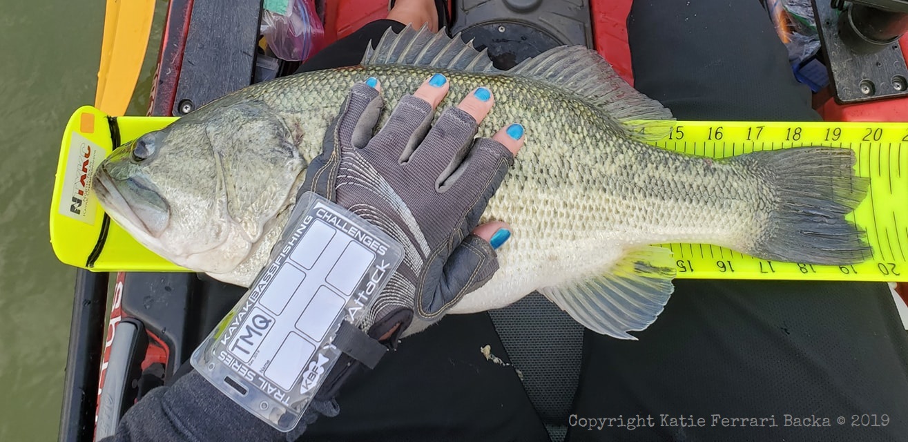 5 pound bass being measured during a tournament
